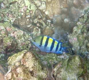 Unterwasserwelt Musandam