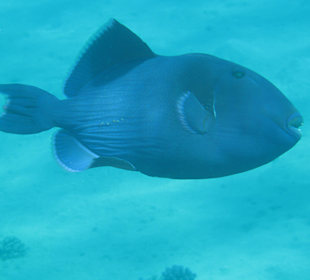 Schnorcheln Makadi Bay