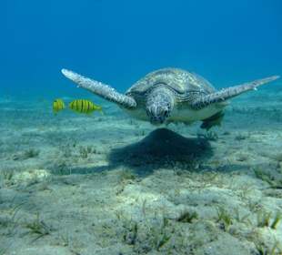 Meeresschildkröte