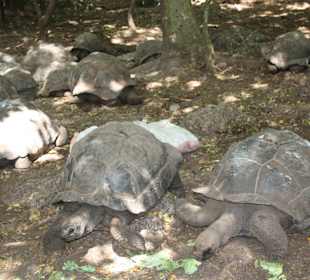Schildkröten auf der Gefängnisinsel