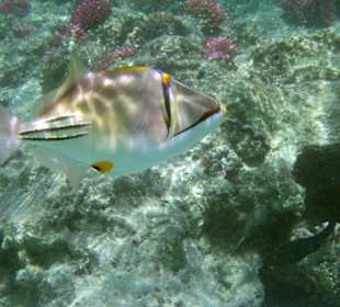 Picasso-Drückerfisch