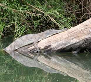 Nur nicht am Krokodil packen!