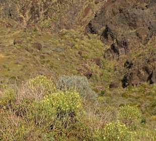 Roślinność Gór Gran Canaria