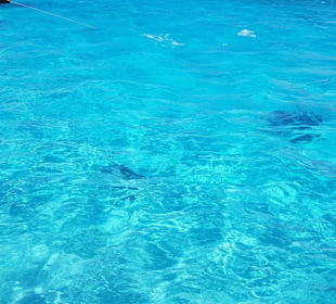 Da kommen sie schon angeschwommen