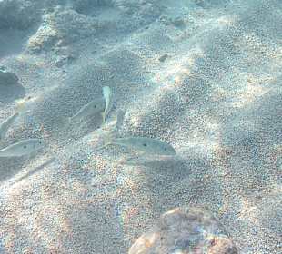 Schnorcheln Hurghada