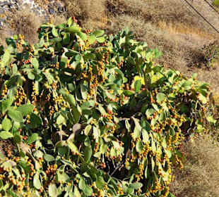 11.Tag Santorin Eselstation