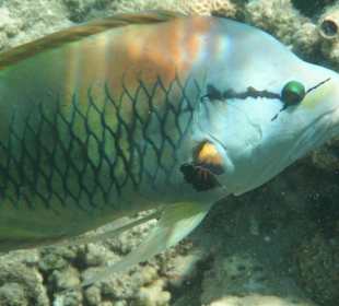 Stülpmaulfisch  männlich