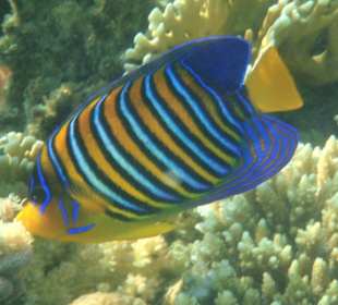 Pfauenkaiserfisch