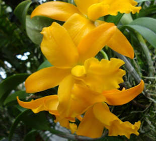 Orchidee