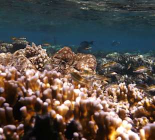 Korallengarten Gorgonia Beach