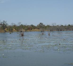 Auf dem Gambia-River