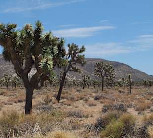 Joshua Tree National Park