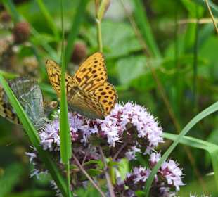 Wandern Scheffau Am Wilden Kaiser