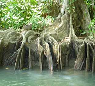 Beeindruckende Wurzeln
