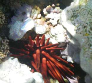 Unterwasser am Hotel Makadi Palace