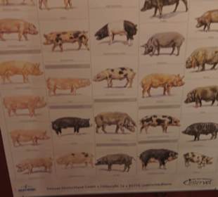 SchweineMuseum