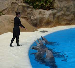 Arbeiten mit den Delfinen
