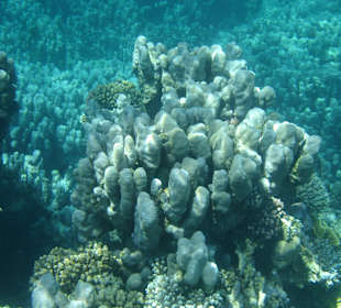 Korallengarten am Außenriff