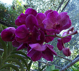 Orchideenfarm
