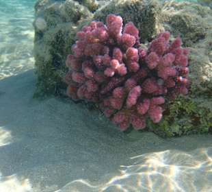 Das Riff beginnt wieder zu leben