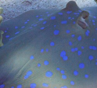 Blaupunkt Rochen am Hausriff