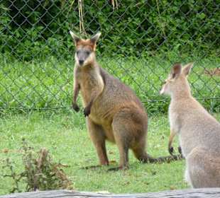 Wallaby