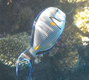 Schnorcheln Sharm el Sheikh