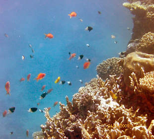 Bunte Vielfalt, Außenriff