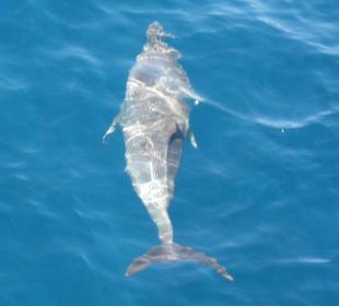 Da sind sie... Delphine!