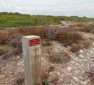 Столбики ориентиры