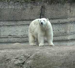 Tierpark Hellabrunn - Polarwelt