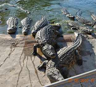 Krokofarm (Explorer)