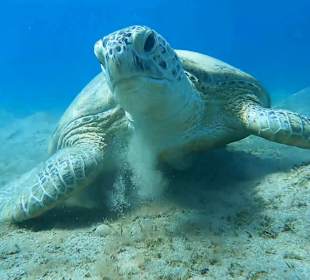 Schnorcheln Marsa Alam