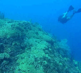 Isla Catalina DiveSpot The Wall