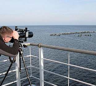 Kormorane  in Heringsdorf.