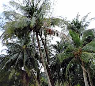 Monkey beach/park narodowy Penang