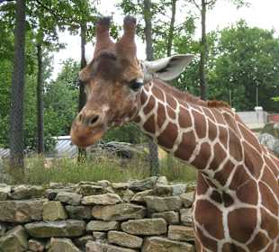 Artis Zoo Tiere