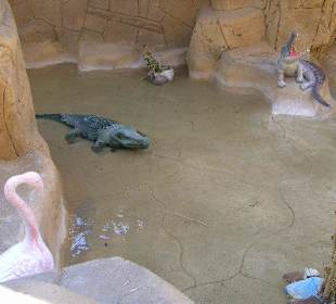 Jungle Aqua Park