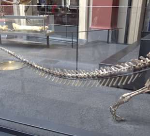 Museum für Naturkunde