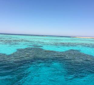 Das Zuhause der Delphine 