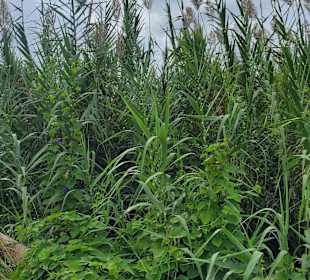 Stadtrundgang Cala Bona