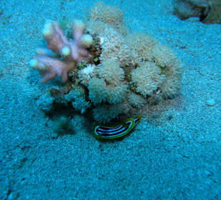 Schnorcheln Nabq Bay	