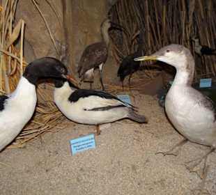 Rundgang durch das Museo della Foca Monaca