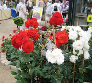 Rosen blühen "immer"