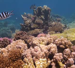 Delfinausflug mit Mo 