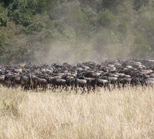 Die Gnus sammeln sich zur Migration