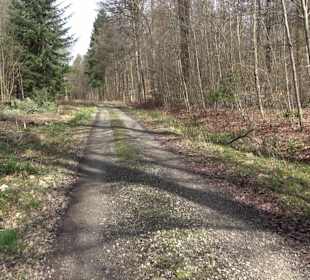 Gomaringer Rundweg - Zu den Giganten im Wald