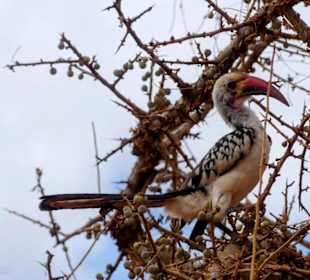 Noch ein Rotschnabeltoko