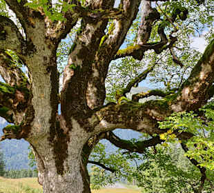 Wandern Mellau