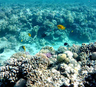 Schnorcheln Makadi Bay